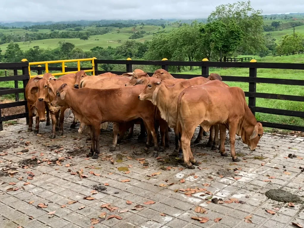 Ganado en el corral techado con vista abierta al valle