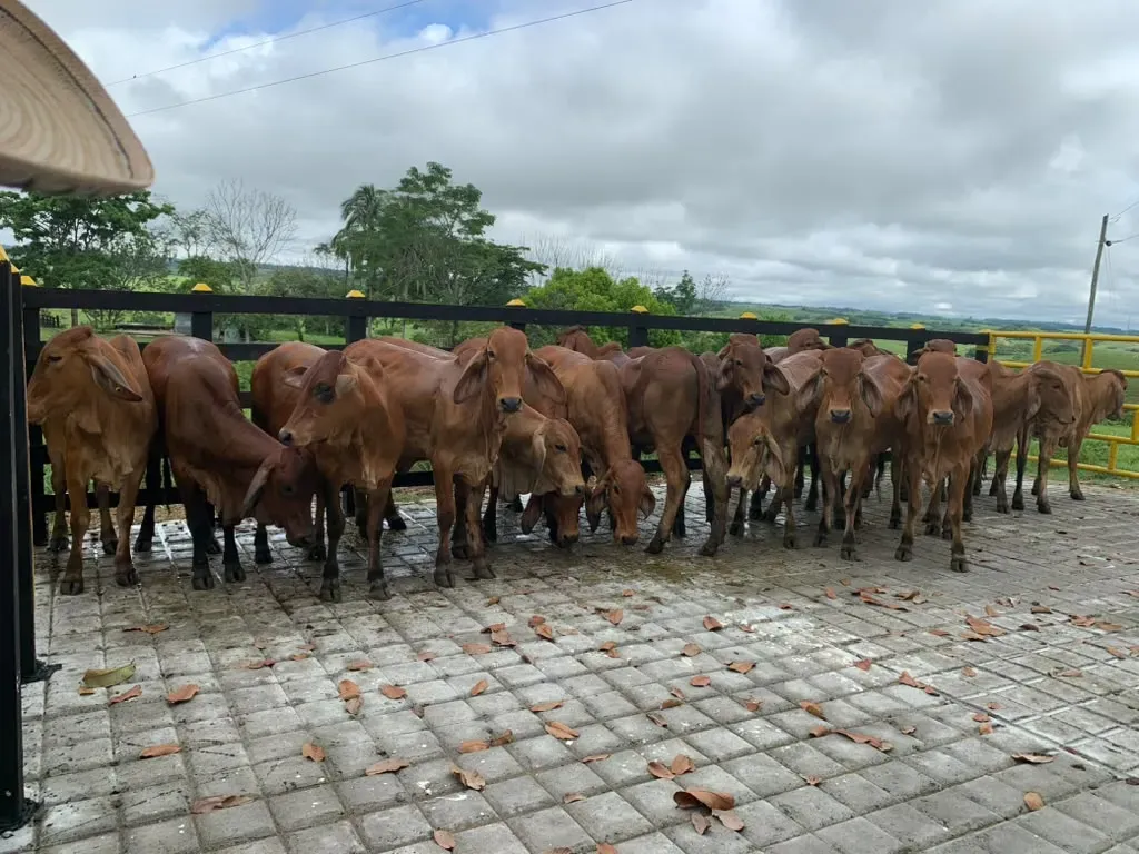 Hato alineado junto a la cerca del corral bajo un cielo nublado