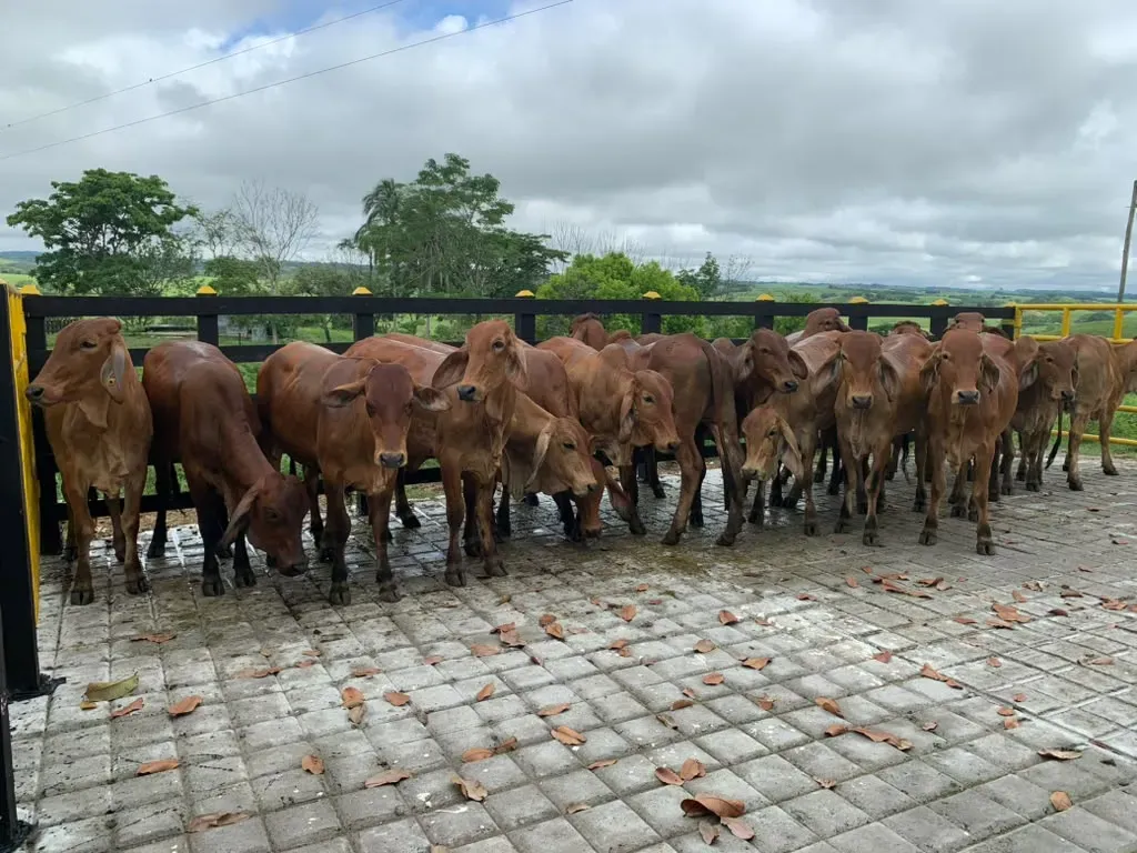 Hato reunido en el corral junto a un portón amarillo