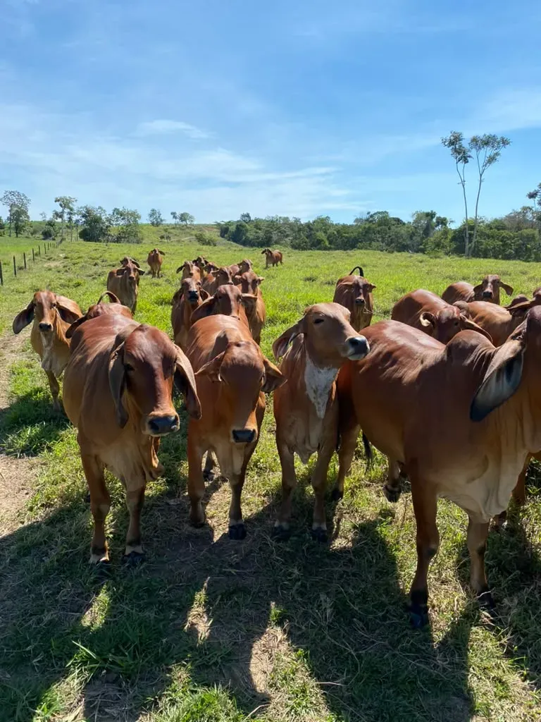 Grupo de reses rojas mirando a la cámara en la pradera