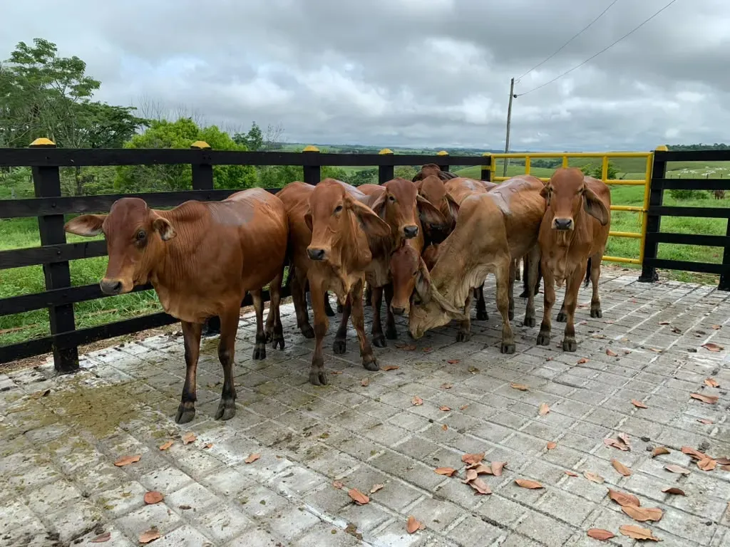 Reses en el corral con la cerca oscura y el campo abierto al fondo