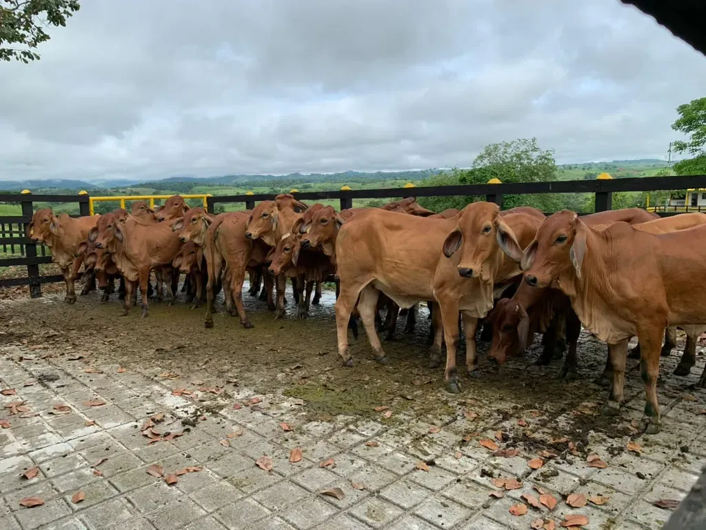 Hato reunido en el corral con piso de adoquín