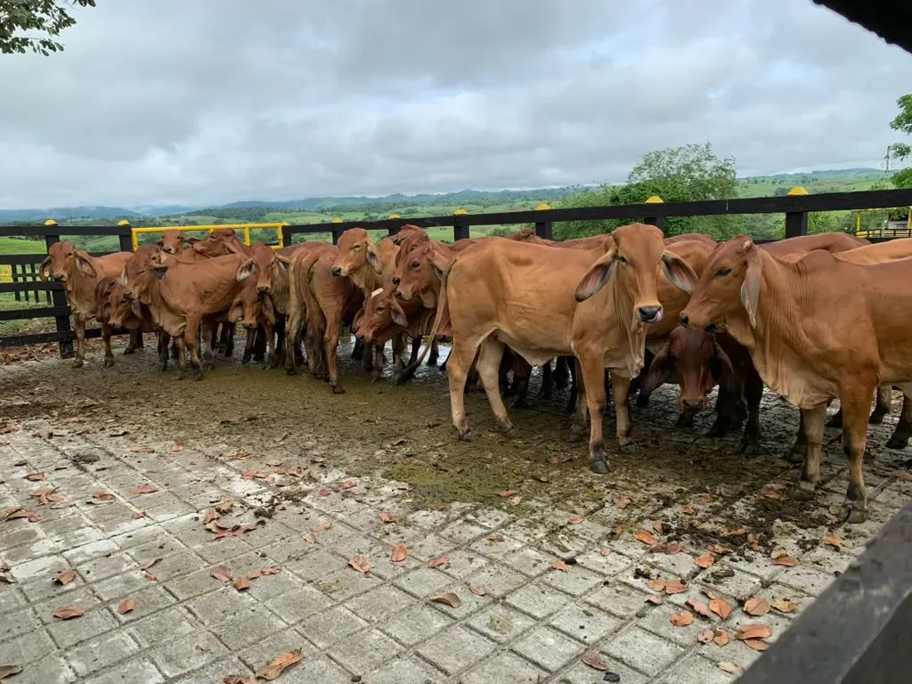 Reses de pie en el corral bajo un cielo cubierto