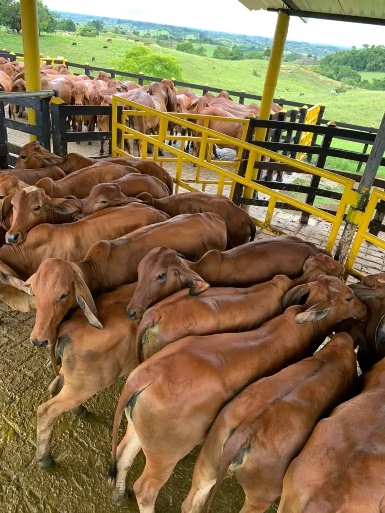 Ganado dentro de la manga de manejo con portón amarillo