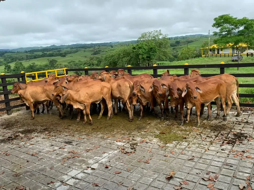 Hato en el corral con un valle verde y árboles al fondo