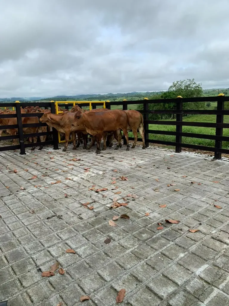Vista amplia del corral vacío con el hato al fondo