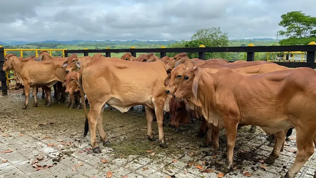 Reses en el corral con el campo abierto al fondo